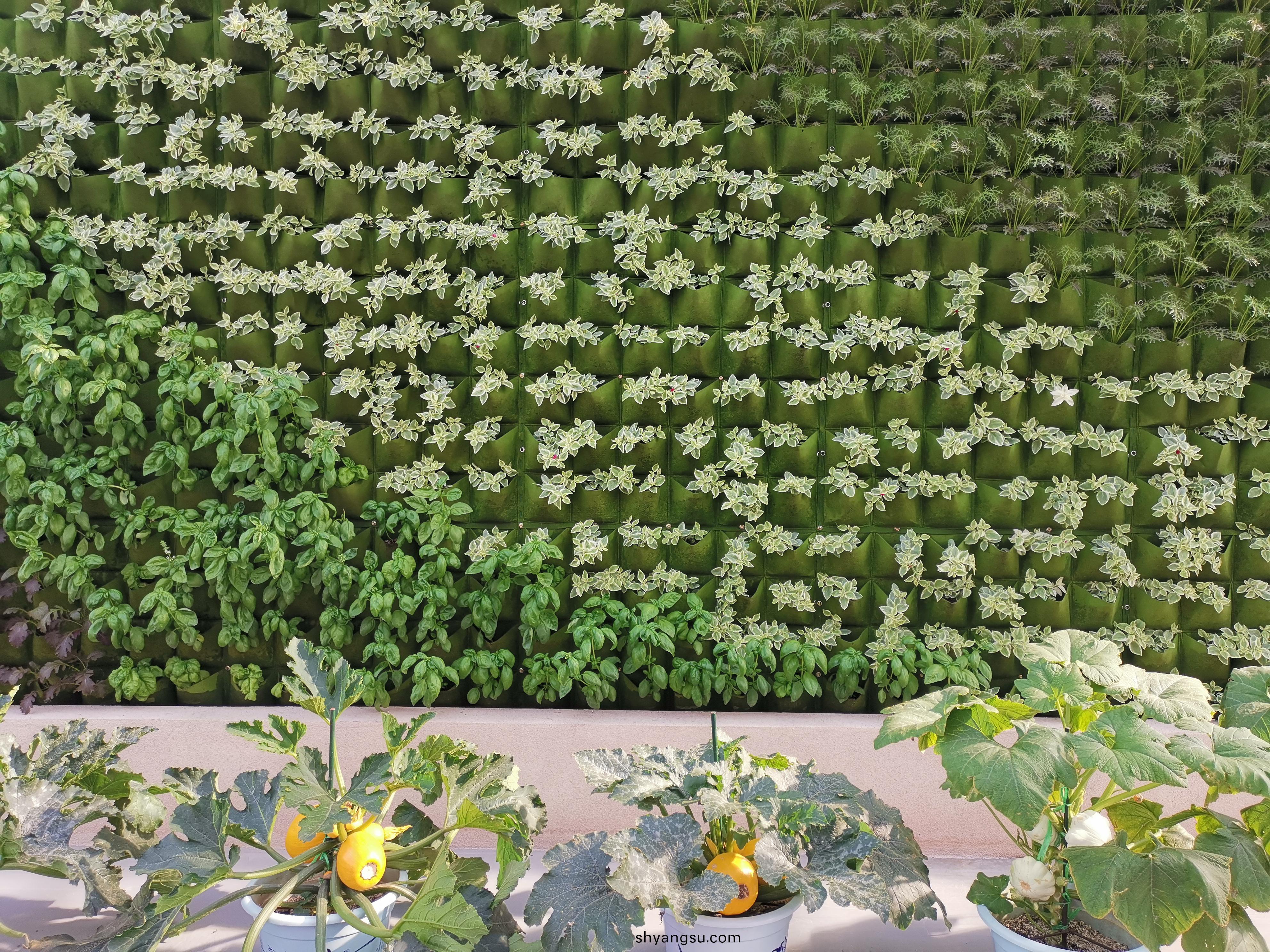 室(shi)內蔬菜牆(qiang)1.jpg